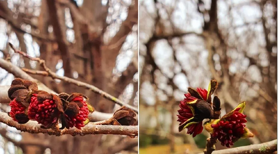  &copy;&nbsp;Коллаж из скриншотов фото из телеграм-канала &laquo;Дендропарк &laquo;Южные культуры&raquo;