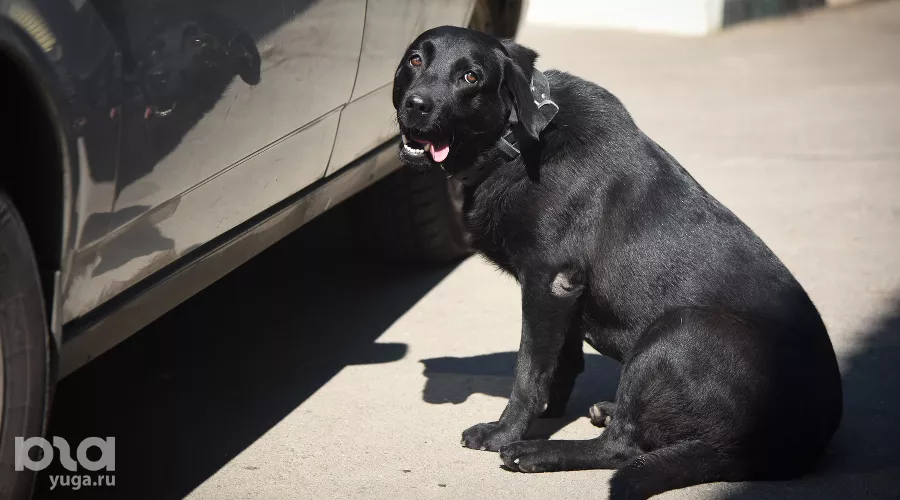  &copy;&nbsp;Фото Елены Синеок, Юга.ру