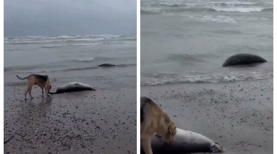  © Скриншот из телеграм-канала «Нетипичная Махачкала» https://t.me/official_atypical/39238