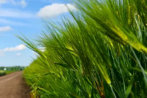 УОХ «Кубань» &copy;&nbsp;Фото Елены Синеок, Юга.ру