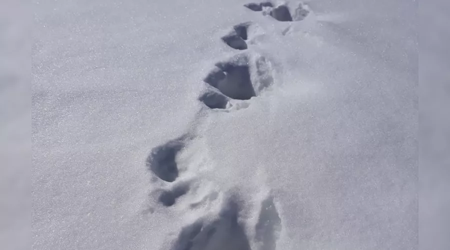 Следы медведя &copy;&nbsp;Фото пресс-службы Кавказского заповедника