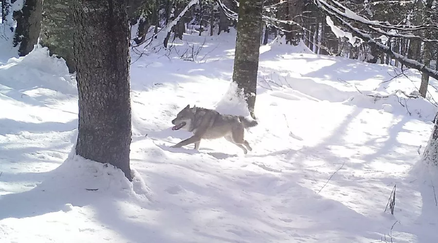  &copy;&nbsp;Фото пресс-службы Кавказского биосферного заповедника