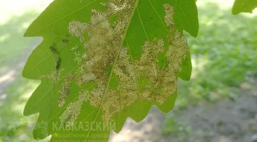 Листья дуба, поражённые клопом-кружевницей &copy;&nbsp;Фото с сайта kgpbz.ru