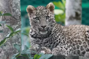 Переднеазиатский леопард &copy;&nbsp;Фото Умара Семенова