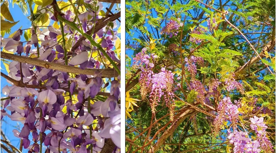 Глициния &copy;&nbsp;Коллаж из скриншотов фото из телеграм-канала &laquo;Кавказский заповедник&raquo;