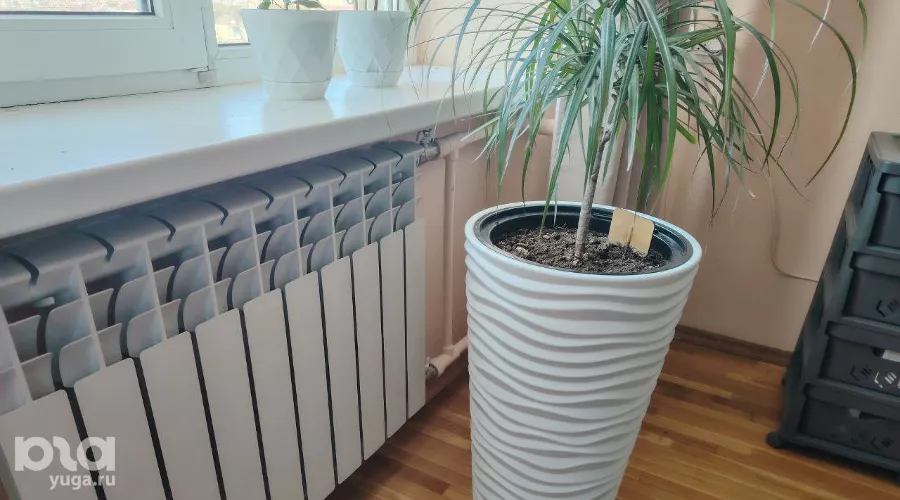  &copy;&nbsp;Фото Любови Караевой, Юга.ру