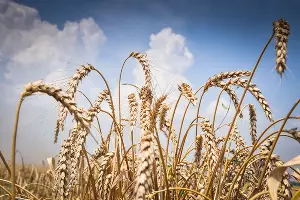  &copy;&nbsp;Фото Елены Синеок, Юга.ру