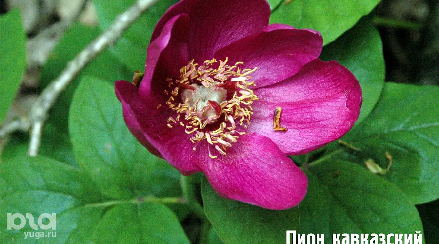  &copy;&nbsp;Фото пресс-службы Сочинского нацпарка