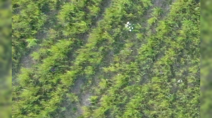  &copy;&nbsp;Фото с сайта watcher.lizaalert.ru