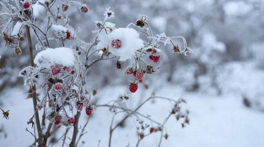 малина &copy;&nbsp;татьяна Соколова