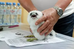  &copy;&nbsp;Фото предоставлено пресс-службой ПАО &laquo;Банк Уралсиб&raquo;