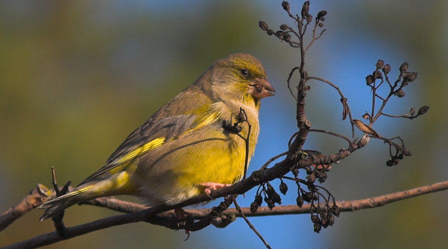 птицы могут писать. германии: «иметь птицу в голове». птицы нашего региона. птицы могут писать. птицы могут писать.