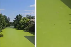  &copy;&nbsp;Коллаж из скриншотов фото из телеграм-канала &laquo;Подъем&raquo;