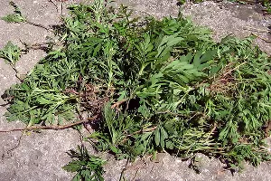 Амброзия &copy;&nbsp;Фото Елены Крыловой с сайта blogger.com