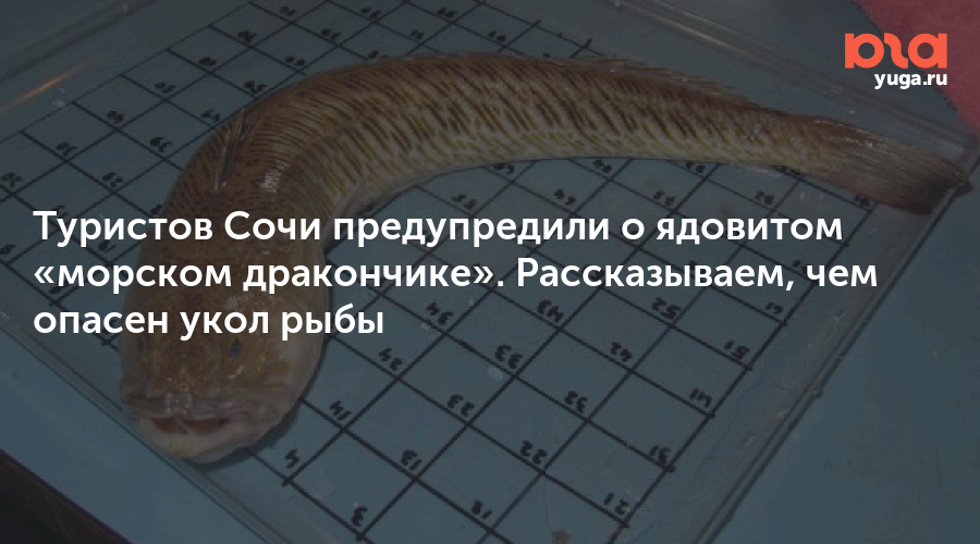 Туристов Сочи предупредили о ядовитом «морском дракончике». Рассказываем, чем опасен укол рыбы