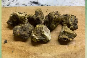 Трюфели, найденные иркутскими учеными в лесу возле Молдовановки &copy;&nbsp;Скриншот публикации в телеграм-канале Иркутского университета, T.me/irkutskuniversity