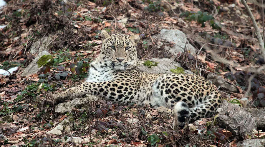 Самка леопарда Виктория &copy;&nbsp;Фото АНО &laquo;Центр природы Кавказа&raquo;