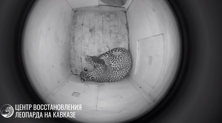  © скриншот видео телеграм-канала Центра восстановления леопарда https://t.me/leopardcenter/210