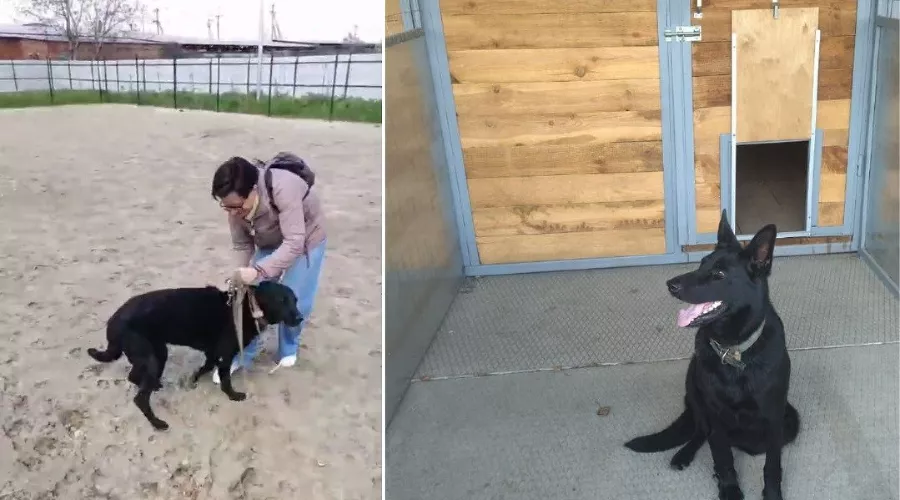  &copy;&nbsp;Коллаж из скриншотов фото из телеграм-канала &laquo;Муниципальный приют для собак Краснодар&raquo;