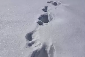 Следы медведя &copy;&nbsp;Фото пресс-службы Кавказского заповедника