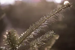 В Краснодаре заработали елочные базары &copy;&nbsp;Алёна Живцова, ЮГА.ру