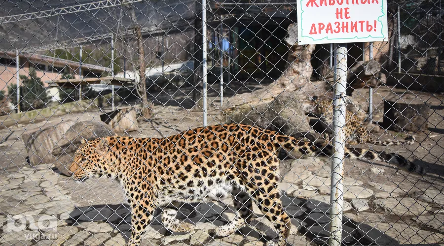  &copy;&nbsp;Елена Синеок, ЮГА.ру