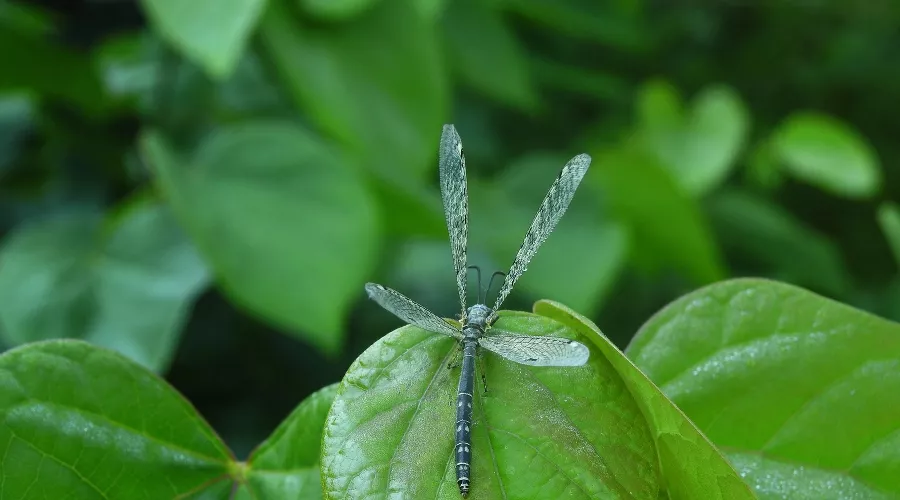  &copy;&nbsp;Фото пресс-службы Сочинского национального парка