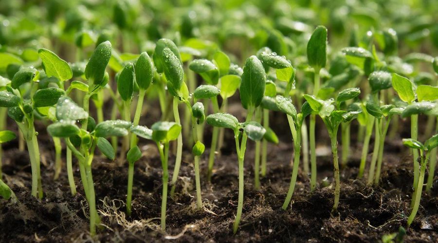 рассада &copy;&nbsp;&copy; Изображение сгенерировано с помощью Gigachat