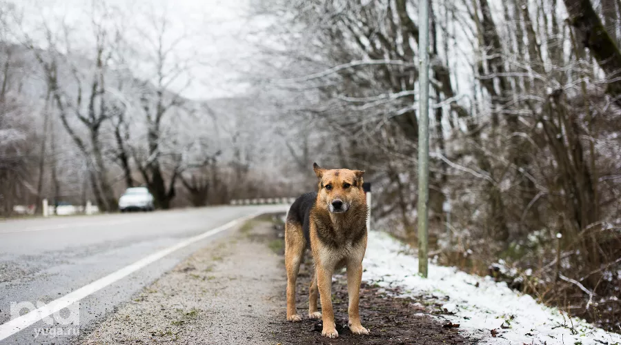  &copy;&nbsp;Фото Елены Синеок, Юга.ру