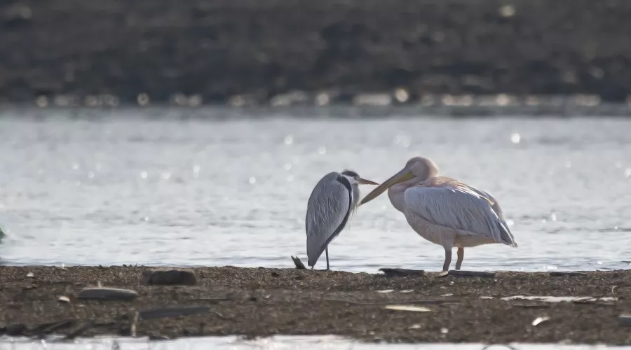  &copy;&nbsp;Фото Светланы Медведевой, предоставлено Юга.ру