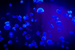  &copy;&nbsp;Фотограф: Magda Ehlers: https://www.pexels.com/ru-ru/photo/2832772/