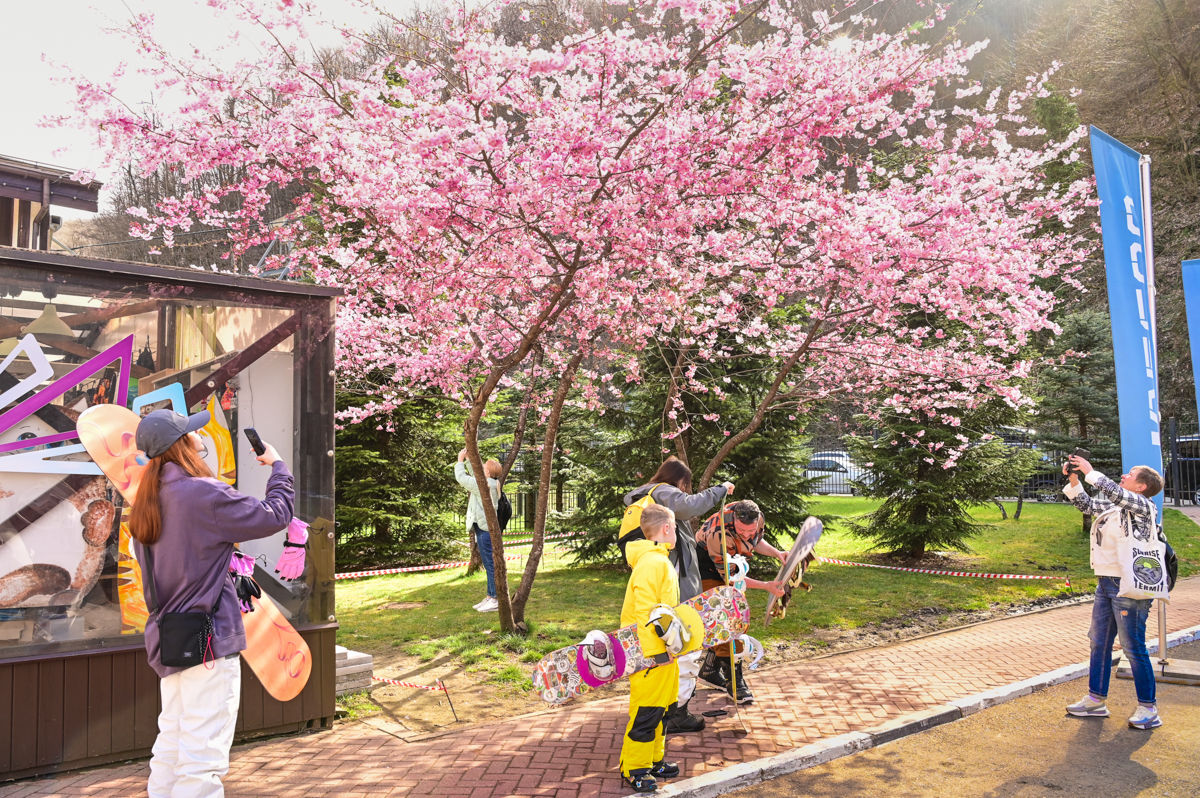 сакура в краснодаре. сакура в парке галицкого в краснодаре. парк сакуры в краснодаре. в краснодаре цветет сакура. цветение сакуры в краснодаре.