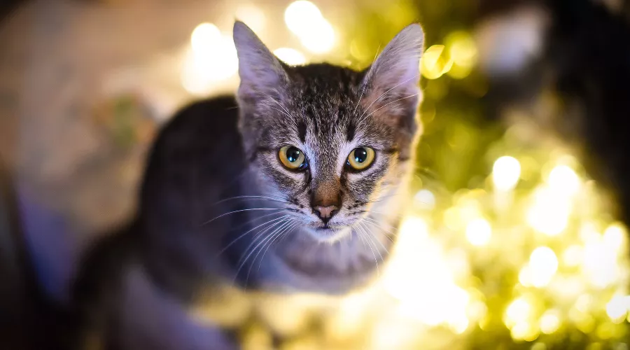  &copy;&nbsp;Фото Елены Синеок, Юга.ру