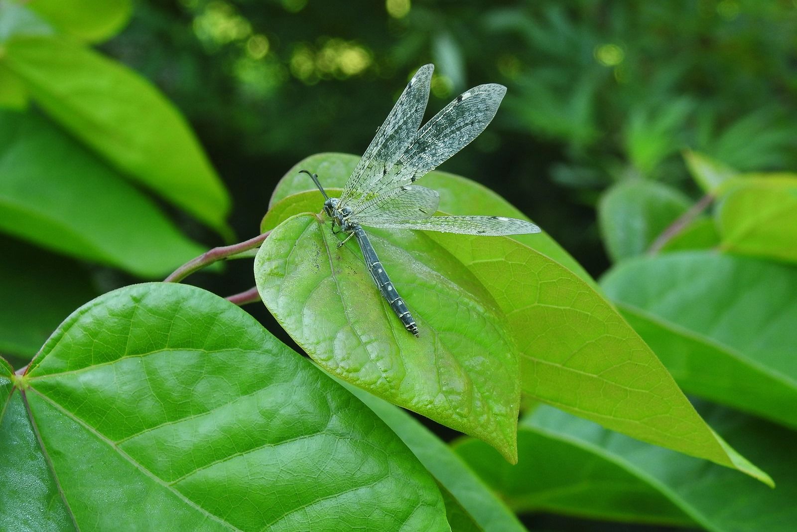 Доллар пачка распаковка. Современные дорогие монеты. Монеты находки копателей. Ценные дорогие монеты. Ищу редкую.