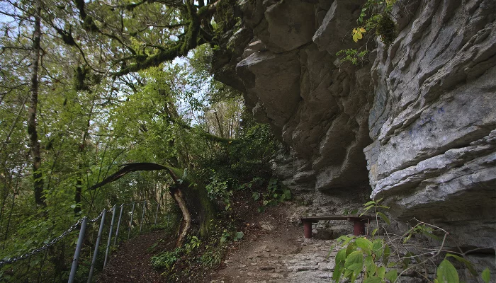 Тисо-самшитовая роща &copy;&nbsp;Фото с сайта wikimedia.org