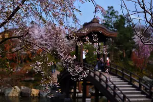 Цветение сакуры в Японском саду Краснодара &copy;&nbsp;Фото Марины Солошко, Юга.ру