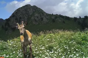  &copy;&nbsp;Фото пресс-службы Кавказского биосферного заповедника