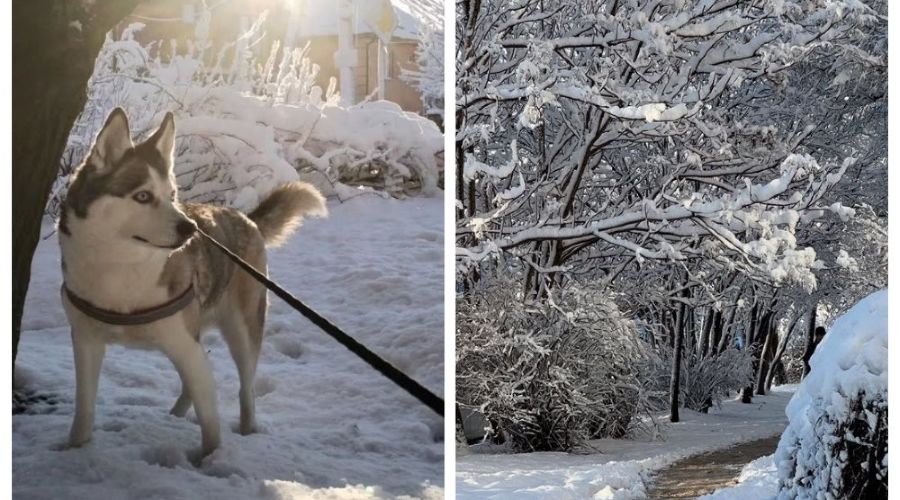  © Скриншот из телеграм-канала «Это Ростов новости» https://t.me/etorostov/80147