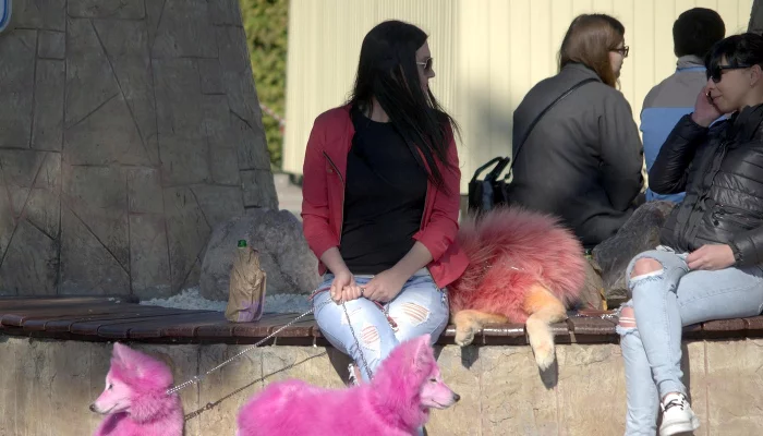 Розовые самоедские собаки с хозяйкой &copy;&nbsp;Фото из группы &laquo;ХАСКИ ХЭЛП - Команда помощи хаски и СЕС&raquo; &laquo;ВКонтакте&raquo;, vk.com/husky_help_team