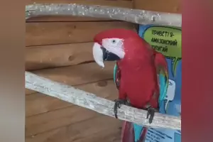  &copy;&nbsp;Скриншот из телеграм-канала https://t.me/OMVD_Anapa_news