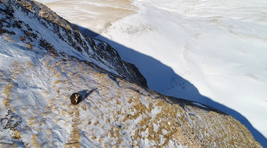  &copy;&nbsp;Фото пресс-службы Кавказского заповедника