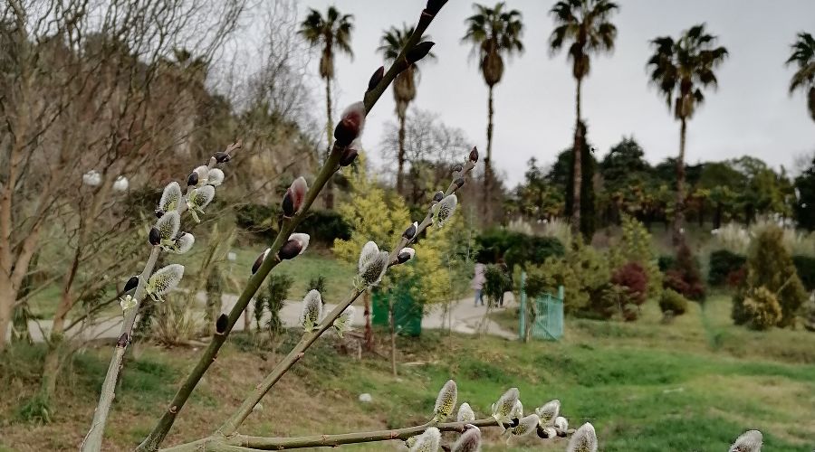  © Фото пресс-службы Сочинского национального парка