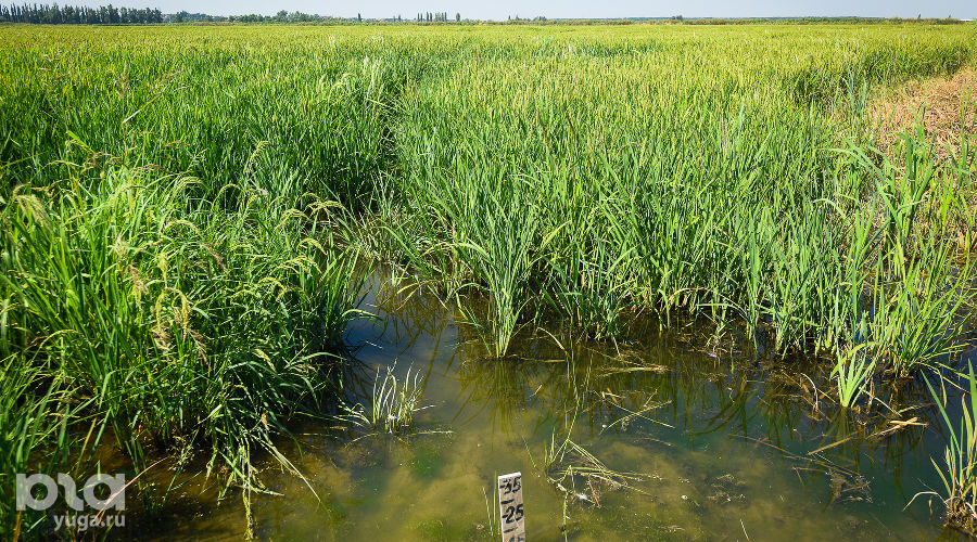  © Фото Елены Синеок, Юга.ру