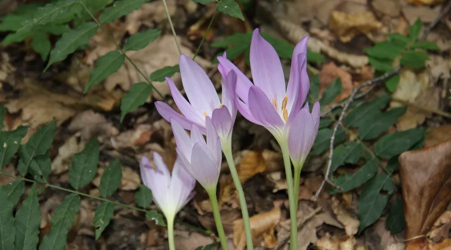 Безвременник великолепный &copy;&nbsp;Фото пресс-службы Сочинского нацпарка