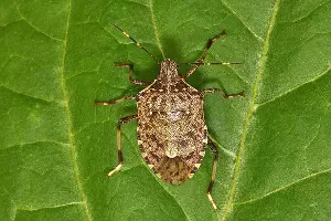 Мраморный клоп &copy;&nbsp;Фото пресс-службы Кавказского биосферного заповедника