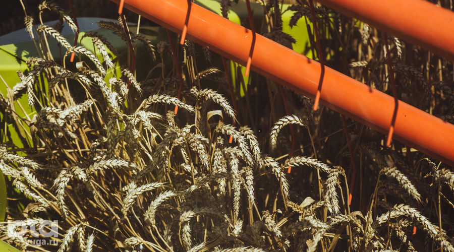  © Фото Амины Ибрагимовой, Юга.ру