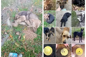  &copy;&nbsp;Скриншот из телеграм-канала &laquo;ЗверЮга&raquo; https://t.me/zveryuga/29117