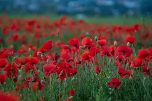  &copy;&nbsp;Фото Tateshi Yokotaishi https://vk.com/sakanoid