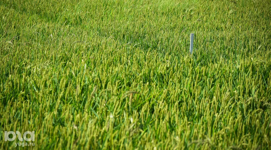  &copy;&nbsp;Фото Елены Синеок, Юга.ру