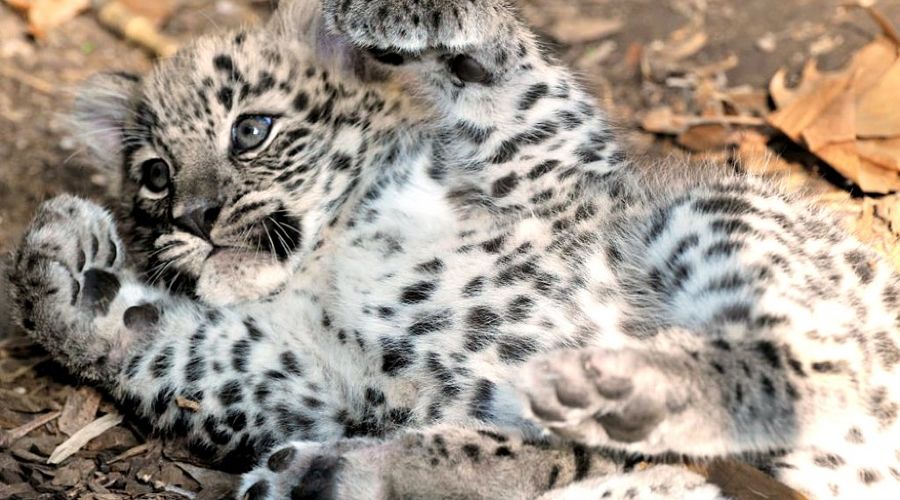 Персидский леопард © AP/Rome Bioparco press office